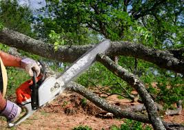 How Our Tree Care Process Works  in Murray, UT